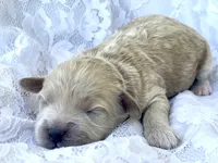 Paisley, a female Goldendoodle and Miniature Goldendoodle for sale in Bloomfield, MO – 7 of 8