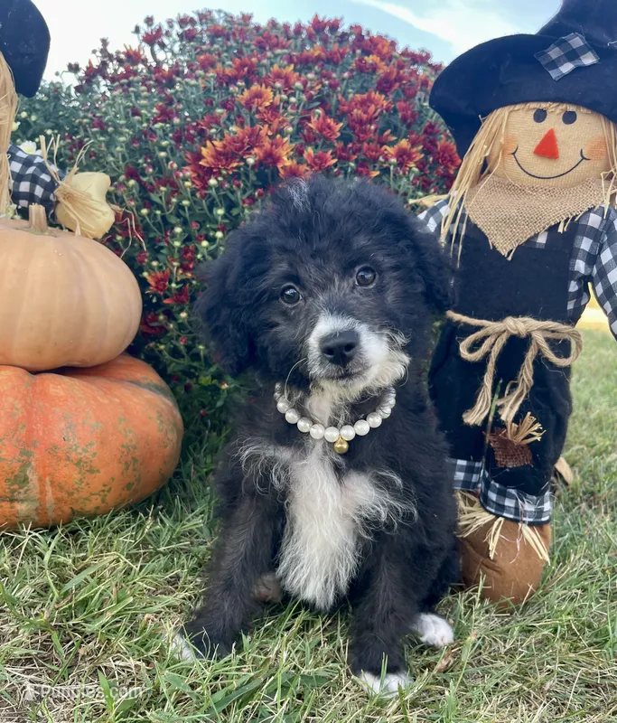 Onyx (Videos)  – Miniature Aussiedoodle puppy for sale in Bloomfield, MO