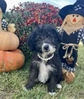 Onyx (Videos) , a female Miniature Aussiedoodle for sale in Bloomfield, MO – 1 of 10