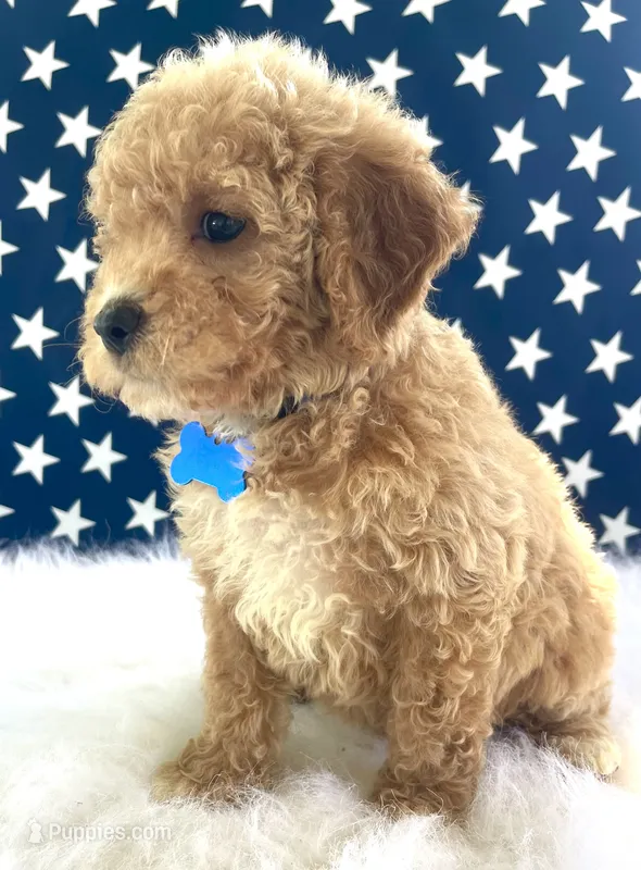 F1bb Mini Trey – Goldendoodle, Miniature Goldendoodle puppy for sale in Bloomfield, MO