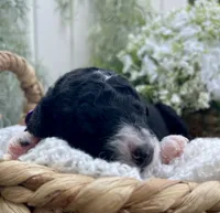 Onyx, a female Miniature Aussiedoodle for sale in Bloomfield, MO – 2 of 6