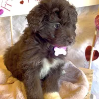 Lilly (video), a female Miniature Aussiedoodle for sale in Bloomfield, MO – Photo 4 of 9