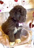 Lilly (video), a female Miniature Aussiedoodle for sale in Bloomfield, MO – Photo 4 of 9