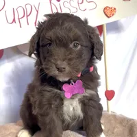 Lilly (video), a female Miniature Aussiedoodle for sale in Bloomfield, MO – Photo 8 of 9