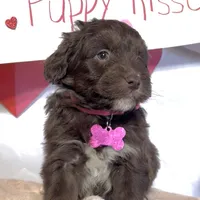 Lilly (video), a female Miniature Aussiedoodle for sale in Bloomfield, MO – Photo 7 of 9