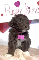 Lilly (video), a female Miniature Aussiedoodle for sale in Bloomfield, MO – Photo 7 of 9