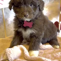 Lilly (video), a female Miniature Aussiedoodle for sale in Bloomfield, MO – Photo 2 of 9