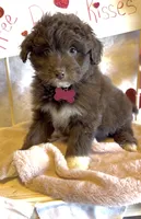 Lilly (video), a female Miniature Aussiedoodle for sale in Bloomfield, MO – Photo 2 of 9