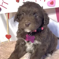 Lilly (video), a female Miniature Aussiedoodle for sale in Bloomfield, MO – Photo 9 of 9