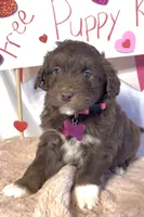 Lilly (video), a female Miniature Aussiedoodle for sale in Bloomfield, MO – Photo 9 of 9