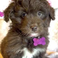 Lilly (video), a female Miniature Aussiedoodle for sale in Bloomfield, MO – Photo 1 of 9