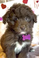 Lilly (video), a female Miniature Aussiedoodle for sale in Bloomfield, MO – Photo 1 of 9