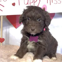 Lilly (video), a female Miniature Aussiedoodle for sale in Bloomfield, MO – Photo 5 of 9