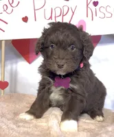 Lilly (video), a female Miniature Aussiedoodle for sale in Bloomfield, MO – Photo 5 of 9