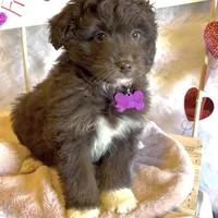 Lilly (video), a female Miniature Aussiedoodle for sale in Bloomfield, MO – Photo 3 of 9