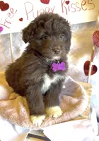 Lilly (video), a female Miniature Aussiedoodle for sale in Bloomfield, MO – Photo 3 of 9