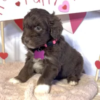 Lilly (video), a female Miniature Aussiedoodle for sale in Bloomfield, MO – Photo 6 of 9
