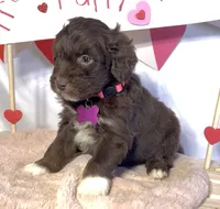 Lilly (video), a female Miniature Aussiedoodle for sale in Bloomfield, MO – Photo 6 of 9