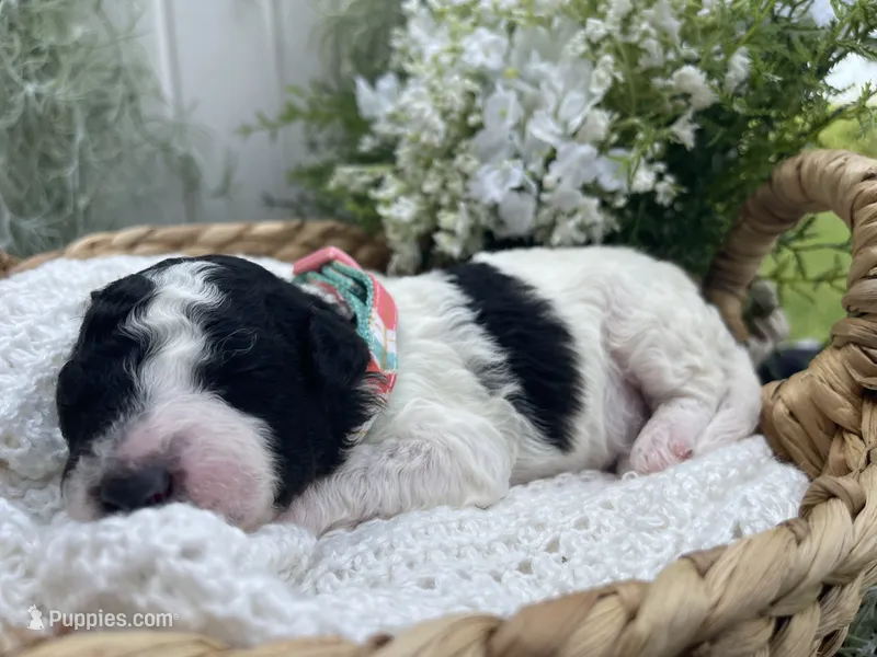 Ansley – Miniature Aussiedoodle puppy for sale in Bloomfield, MO