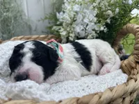 Ansley, a female Miniature Aussiedoodle for sale in Bloomfield, MO – 4 of 4