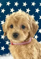 F1bb Mini Carter, a male Goldendoodle and Miniature Goldendoodle for sale in Bloomfield, MO – 3 of 10