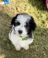 Jasper Videos, a male Miniature Aussiedoodle for sale in Bloomfield, MO – 5 of 10