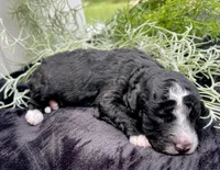 Trace , a male Miniature Aussiedoodle for sale in Bloomfield, MO – 3 of 5