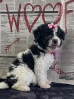 Ansley Video, a female Miniature Aussiedoodle for sale in Bloomfield, MO – 2 of 10