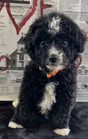 Trace , a male Miniature Aussiedoodle for sale in Bloomfield, MO – 3 of 9