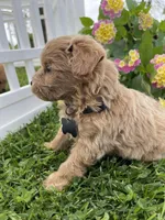 Cooper, a male Miniature Goldendoodle for sale in Bloomfield, MO – Photo 4 of 10