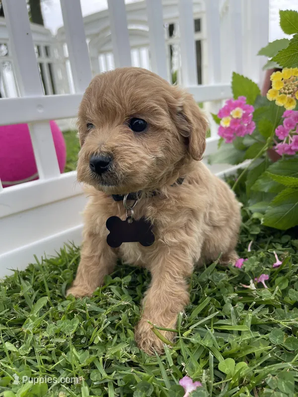 Cooper, a male Miniature Goldendoodle for sale in Bloomfield, MO – Photo 1 of 10
