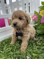 Cooper, a male Miniature Goldendoodle for sale in Bloomfield, MO – Photo 1 of 10