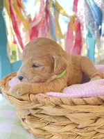 Cooper, a male Miniature Goldendoodle for sale in Bloomfield, MO – Photo 7 of 10