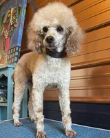 Cooper, a male Miniature Goldendoodle for sale in Bloomfield, MO – Photo 10 of 10