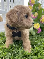 Cooper, a male Miniature Goldendoodle for sale in Bloomfield, MO – Photo 2 of 10