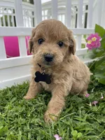 Cooper, a male Miniature Goldendoodle for sale in Bloomfield, MO – Photo 3 of 10