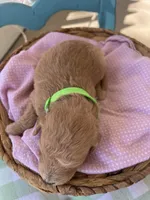 Cooper, a male Miniature Goldendoodle for sale in Bloomfield, MO – Photo 5 of 10
