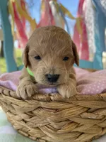 Cooper, a male Miniature Goldendoodle for sale in Bloomfield, MO – Photo 6 of 10