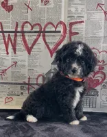 Trace , a male Miniature Aussiedoodle for sale in Bloomfield, MO – 4 of 9