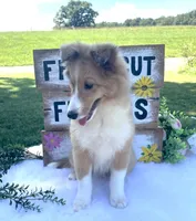 Rosie , a female Shetland Sheepdog for sale in Bloomfield, MO – 3 of 10