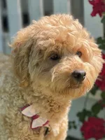 F1bb Mini Oliver , a male Goldendoodle and Miniature Goldendoodle for sale in Bloomfield, MO – 10 of 10