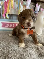 Orion, a male Miniature Aussiedoodle for sale in Bloomfield, MO – Photo 4 of 4