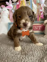 Orion, a male Miniature Aussiedoodle for sale in Bloomfield, MO – Photo 3 of 4