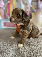 Orion, a male Miniature Aussiedoodle for sale in Bloomfield, MO – Photo 2 of 4