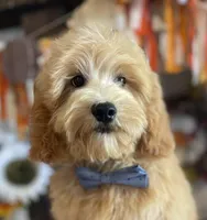 Preston, a male Miniature Goldendoodle for sale in Bloomfield, MO – Photo 1 of 10