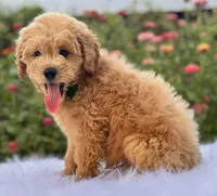 Preston, a male Miniature Goldendoodle for sale in Bloomfield, MO – Photo 10 of 10