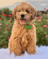 Preston, a male Miniature Goldendoodle for sale in Bloomfield, MO – Photo 7 of 10