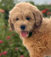 Preston, a male Miniature Goldendoodle for sale in Bloomfield, MO – Photo 8 of 10