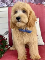Preston, a male Miniature Goldendoodle for sale in Bloomfield, MO – Photo 4 of 10