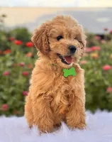 Preston, a male Miniature Goldendoodle for sale in Bloomfield, MO – Photo 5 of 10